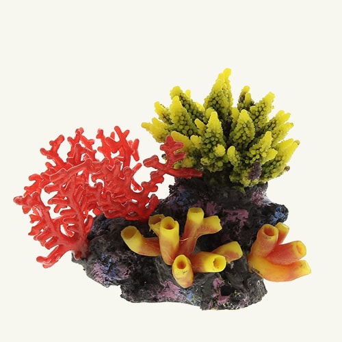 coral-06