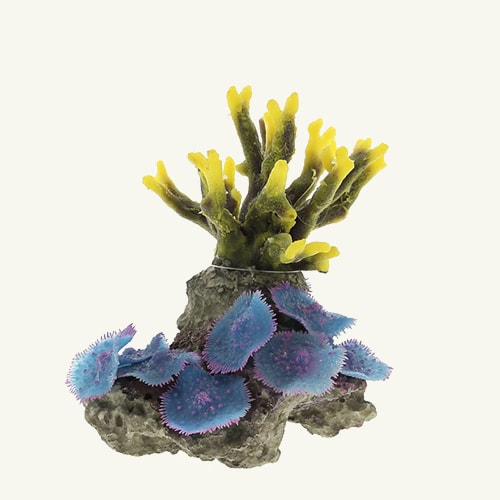 coral-07