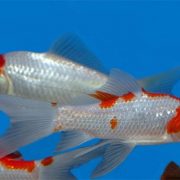 gold-fish-1