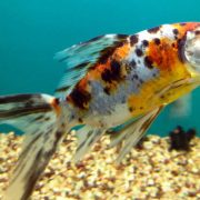 gold-fish-2