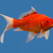 gold-fish-3