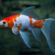 gold-fish-4