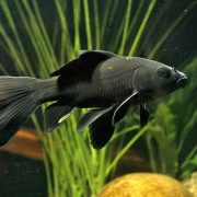 golg-fish-5